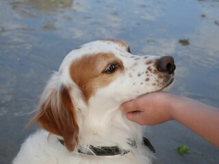 Closeup of a hand scratching a cute brown and white English setter dog on a beach