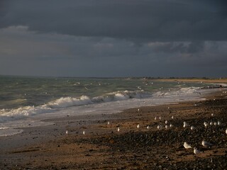 Flock of seagulls at the beach with some taking flight towards the low tides under a dark cloudy sky