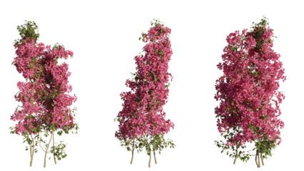 bunch of  Bougainville isolated on white, realistic 3d rendered
