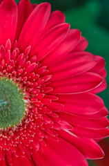Coral red Barberton Daisy