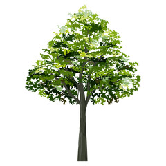 Obraz premium Big tree