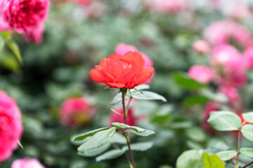 Obraz premium Red rose flower blooming in spring
