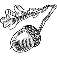 Hand drawn Acorn with Oak Leaves Sketch Illustration © Rough Edges Supply