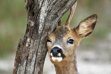 Closeup portrait of a Siberian roe deer leaning on the tree trunk © Doudou1/Wirestock Creators