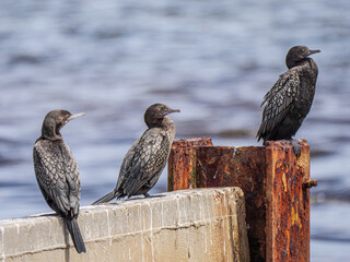 Three Sooty Cormorants