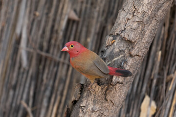 photographie d'un magnifique oiseau rouge une amarante du Sénégal en Afrique à Toubacouta