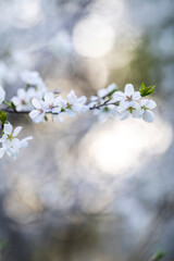 In spring, the cherry blossoms are in full bloom
