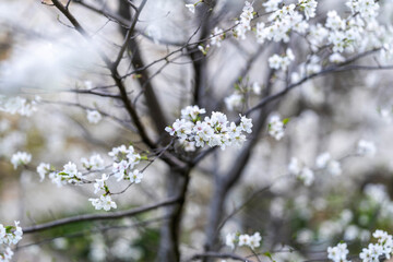 In spring, the cherry blossoms are in full bloom