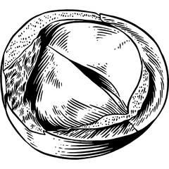 Hand drawn Macadamia Nuts Sketch Illustration
