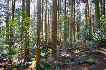 Fototapeta premium brilliant forest and fine path