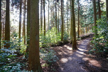 Fototapeta na wymiar brilliant forest and fine path