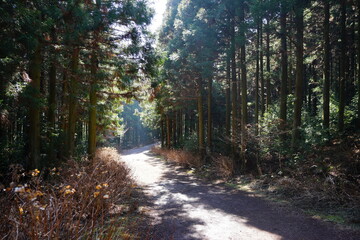 Obraz premium footpath in the sunny woods