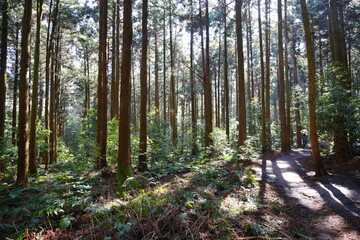 brilliant forest and fine path