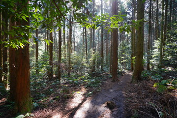 footpath in the sunny woods