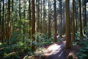 brilliant forest and fine path