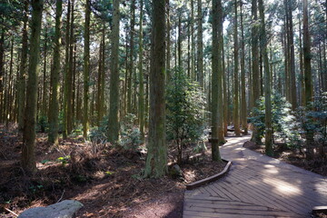 refreshing cedar forest with path
