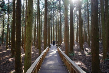 forest boardwalk and people in the gleaming sunlight