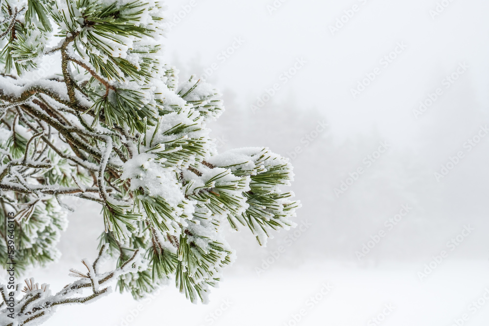 Poster Snowy pine branch on a cold winter day