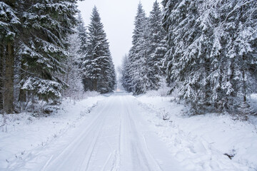 Snowy road in the woods