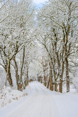 Tree lined winter road with frosty trees