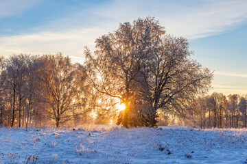 Sun shining through a frosty tree in the winter