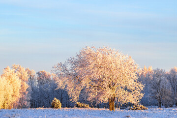 Tree on a meadow by a forest with snow and frost