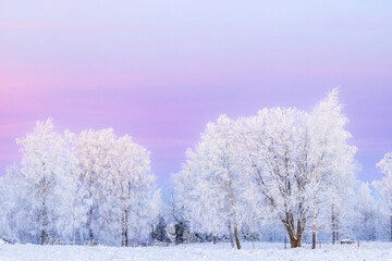 Hoarfrost on the trees in dusk in a snowy meadow