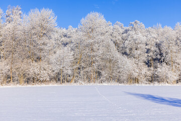Hare track in the snow by a frosty tree grov