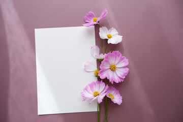 Beautiful autumnal flowers composition. Pink and white cosmos flowers with blank greeting card on pink brown background. Flat lay, top view, copy space. Autumn Greeting concept floral background.