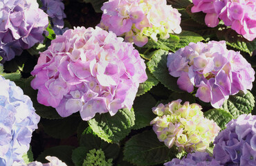 Beautiful colorful hydrangea flowers blooming in the garden.