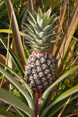 Pineapple fruit close up, Agriculture