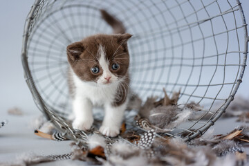 Katze mit Federn im Studio vor blauem Hintergrund