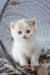 Katze mit Federn im Studio vor blauem Hintergrund