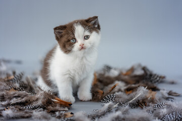 Katze mit Federn im Studio vor blauem Hintergrund