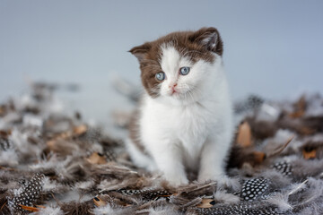 Katze mit Federn im Studio vor blauem Hintergrund