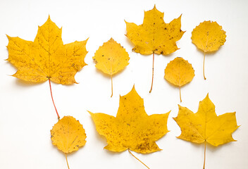 yellow color maple leaves on white photo top view