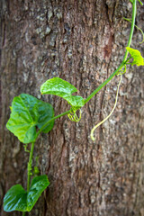 A plant growing through the trunk