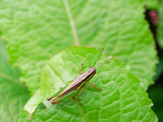 葉っぱの上で休むイナゴ