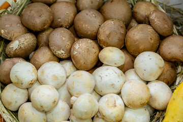 A cultivation of White button mushroom (Agaricus bisporus) on the harvesting farmland