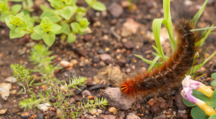 The Caterpillar of the Mountain White Spot with copyspace, taken in natural habitat near Cape Town, South Africa