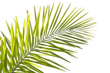 Obraz premium palme sur fond blanc 