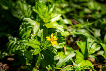 Barleria prionitis Yellow flower in a woods
