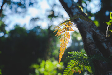 fern and thicket shrubs against sunlight breaking through dense foliage on background, Mysterious landscape of foggy forest. Roots of exotic trees, Fantasy nature and fairy tale background