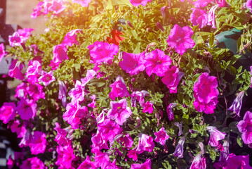 violet petunias grow on flower beds in the city
