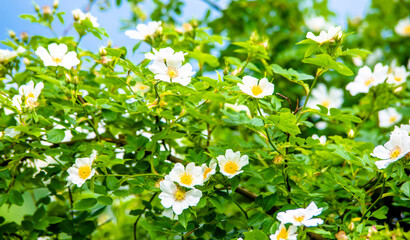 White small daisies blooming on grass background
