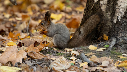 autumn squirrel in the forest is eating something