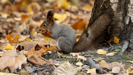 Naklejka na ściany i meble autumn squirrel in the forest is eating something