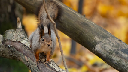 autumn squirrel in the forest is eating something
