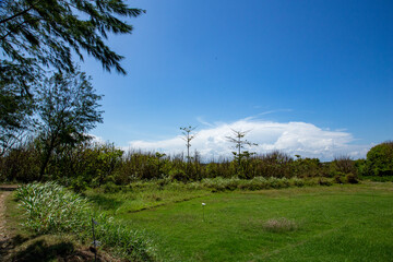 Meadow under the blue sky