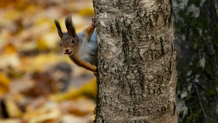 autumn squirrel in the forest is eating something